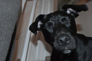 Why not utilise use?