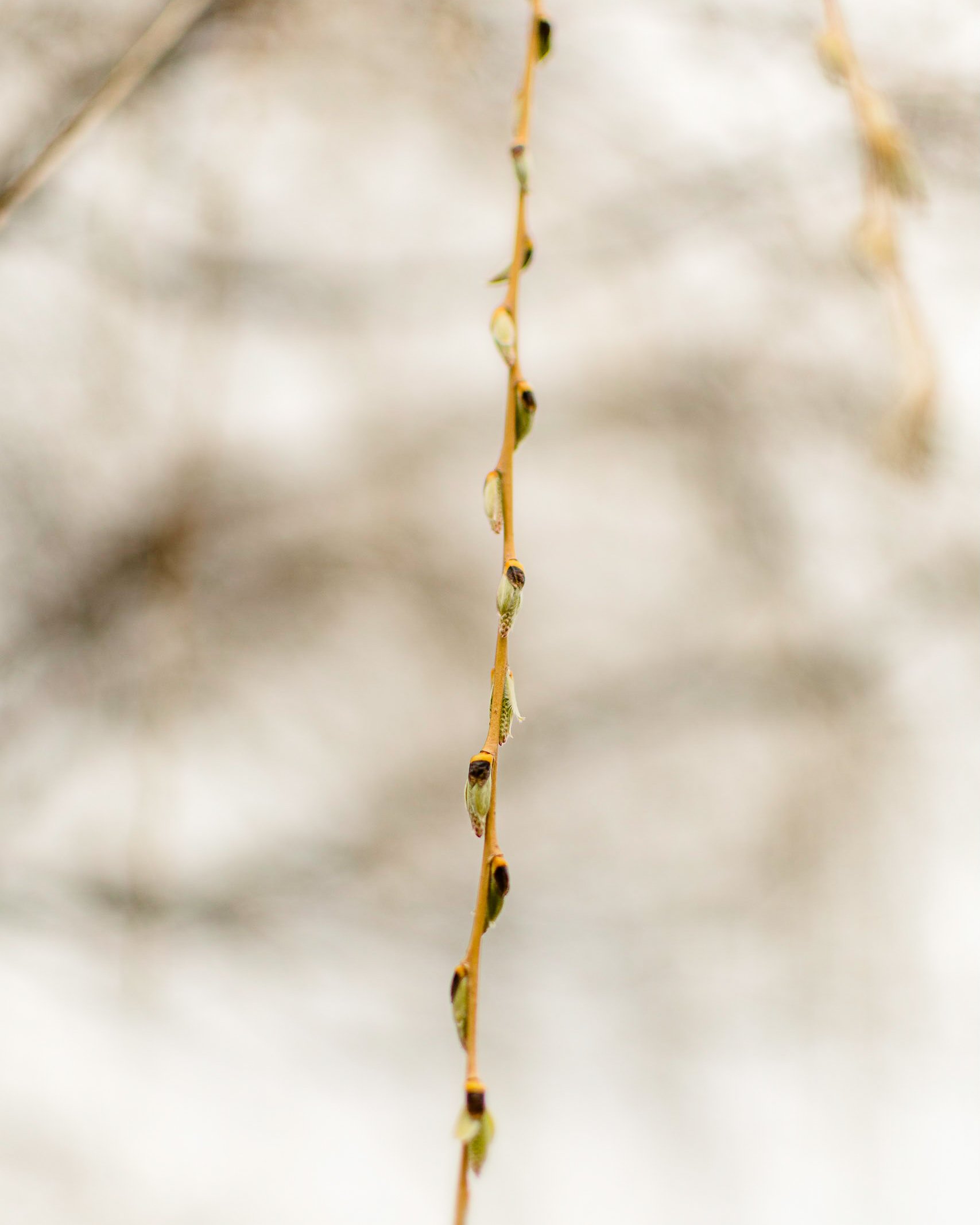 Pandemic Notes: Quarantine introspection. It’ll kill you slowly, if you let it.