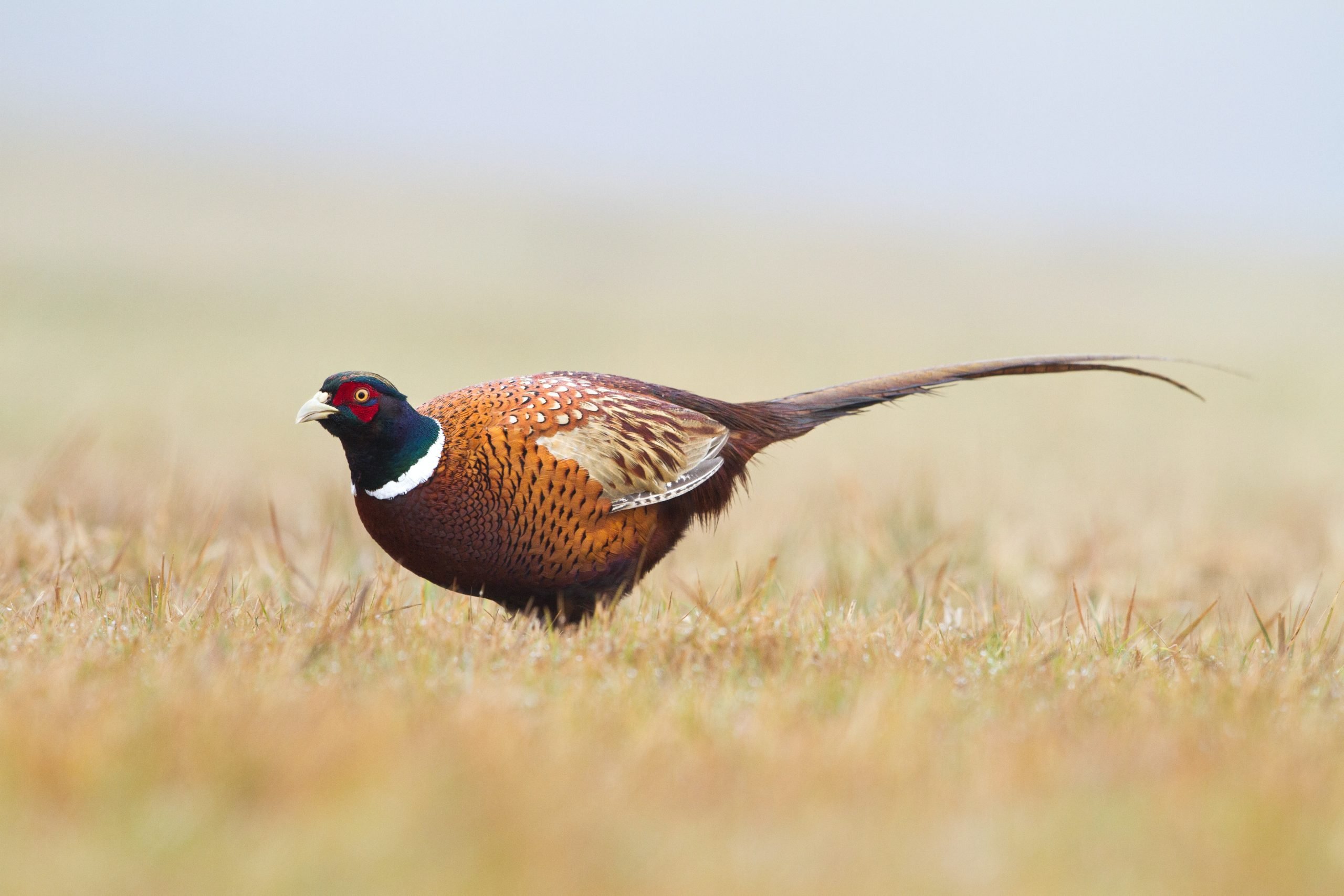 photo of a pheasant in a field